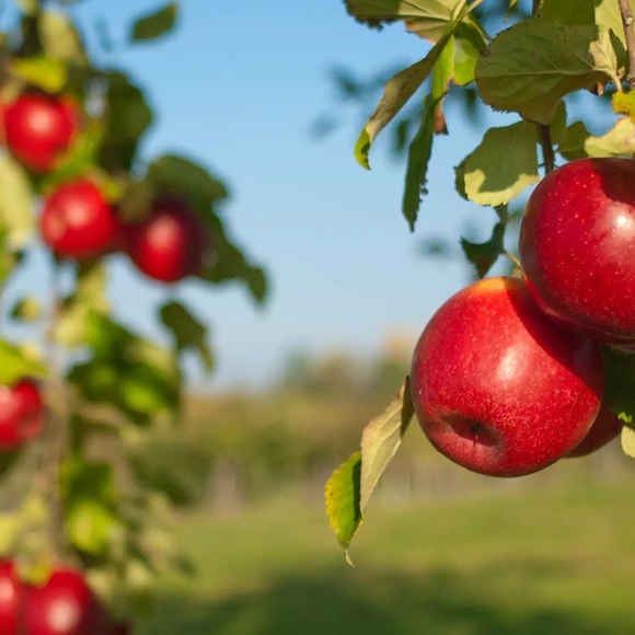 Meet your Posher - Picture 9 of 10